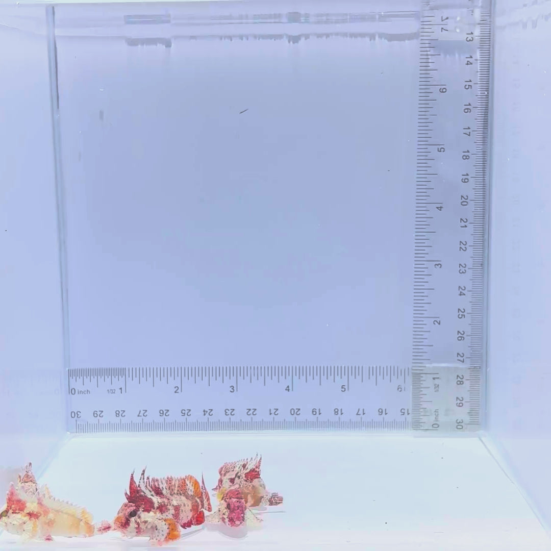 Red Rooster Waspfish - Paracentropogon zonatus