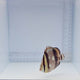 Three Banded Butterfly Fish