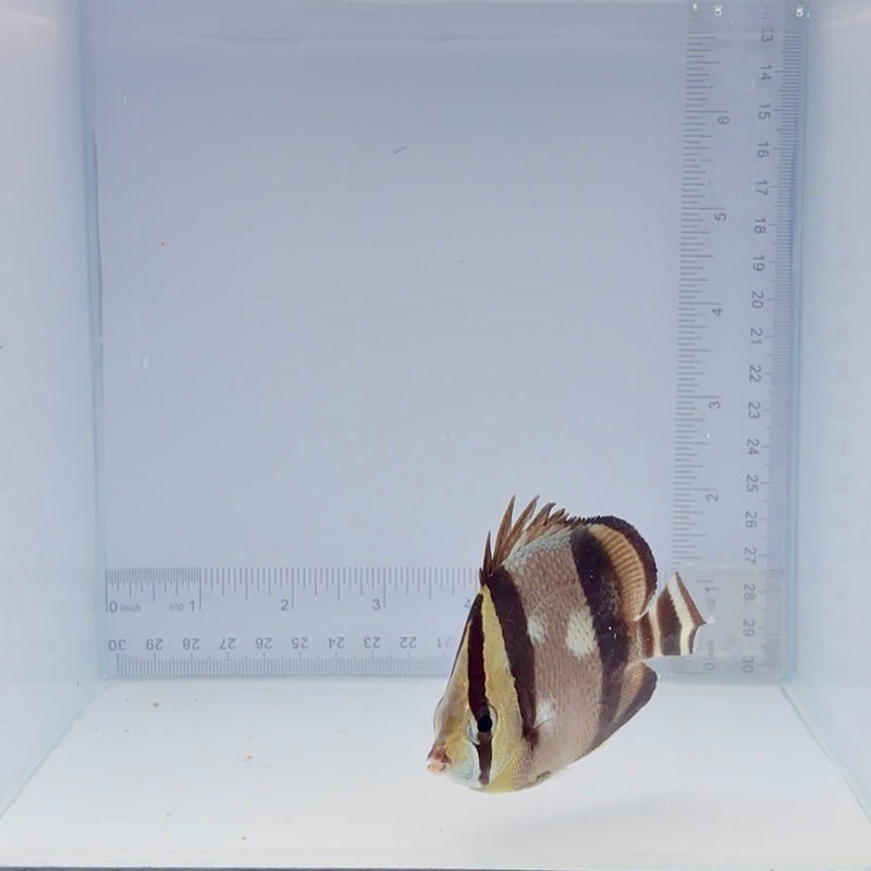 Three Banded Butterfly Fish