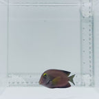 Gold Ring Spotted Bristletooth Tang