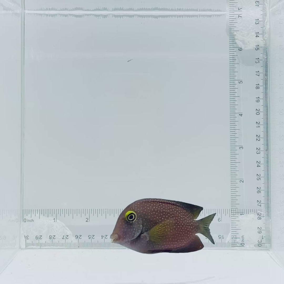 Gold Ring Spotted Bristletooth Tang