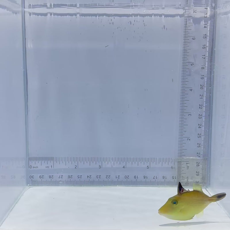 Pineapple Trigger Fish