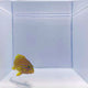 Polleni Grouper Fish