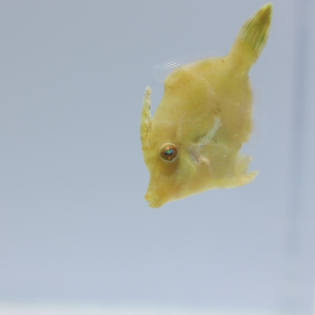 Aiptasia Eating Filefish - Acreichthys tomentosus