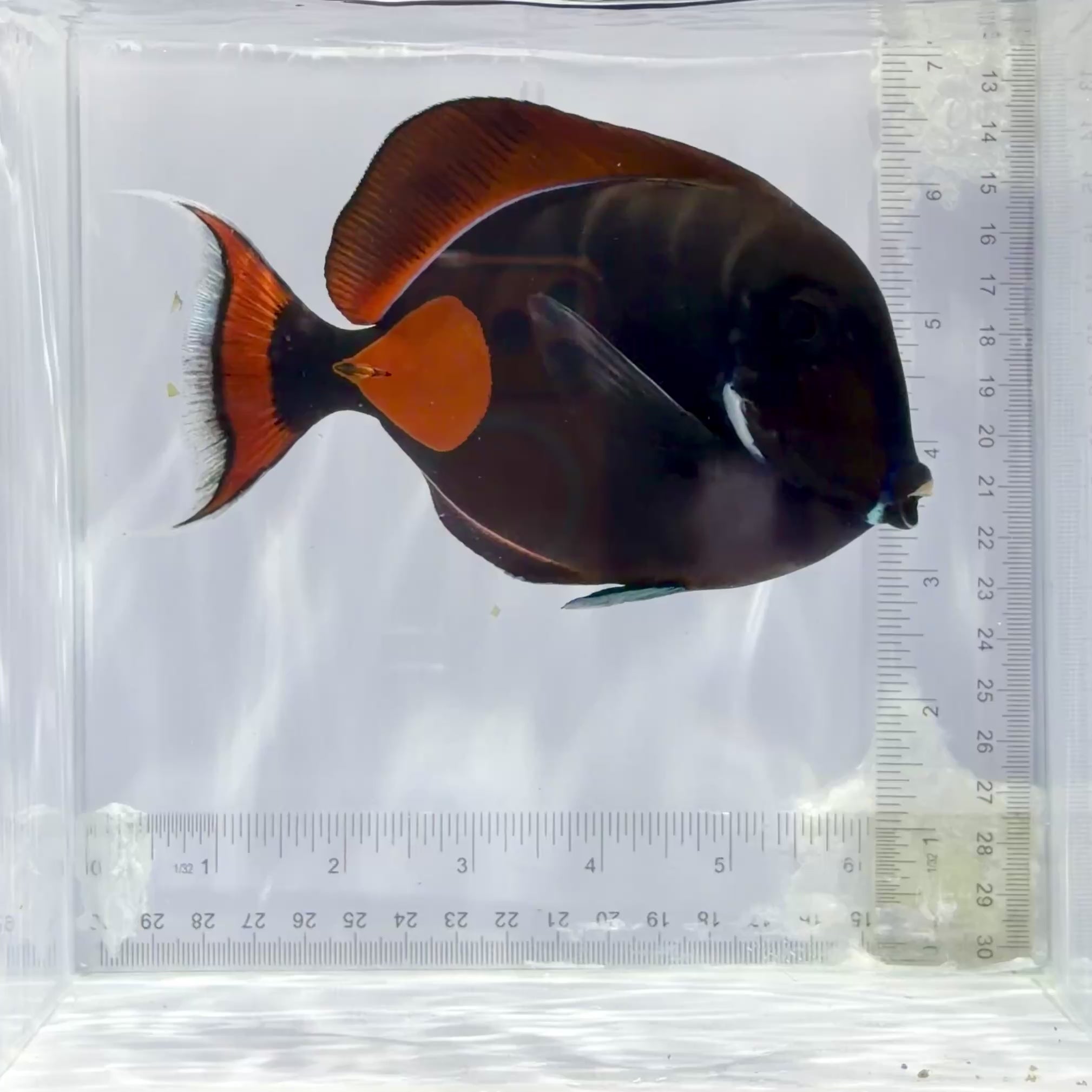Achilles Tang