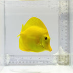 Hawaiian Yellow Tang
