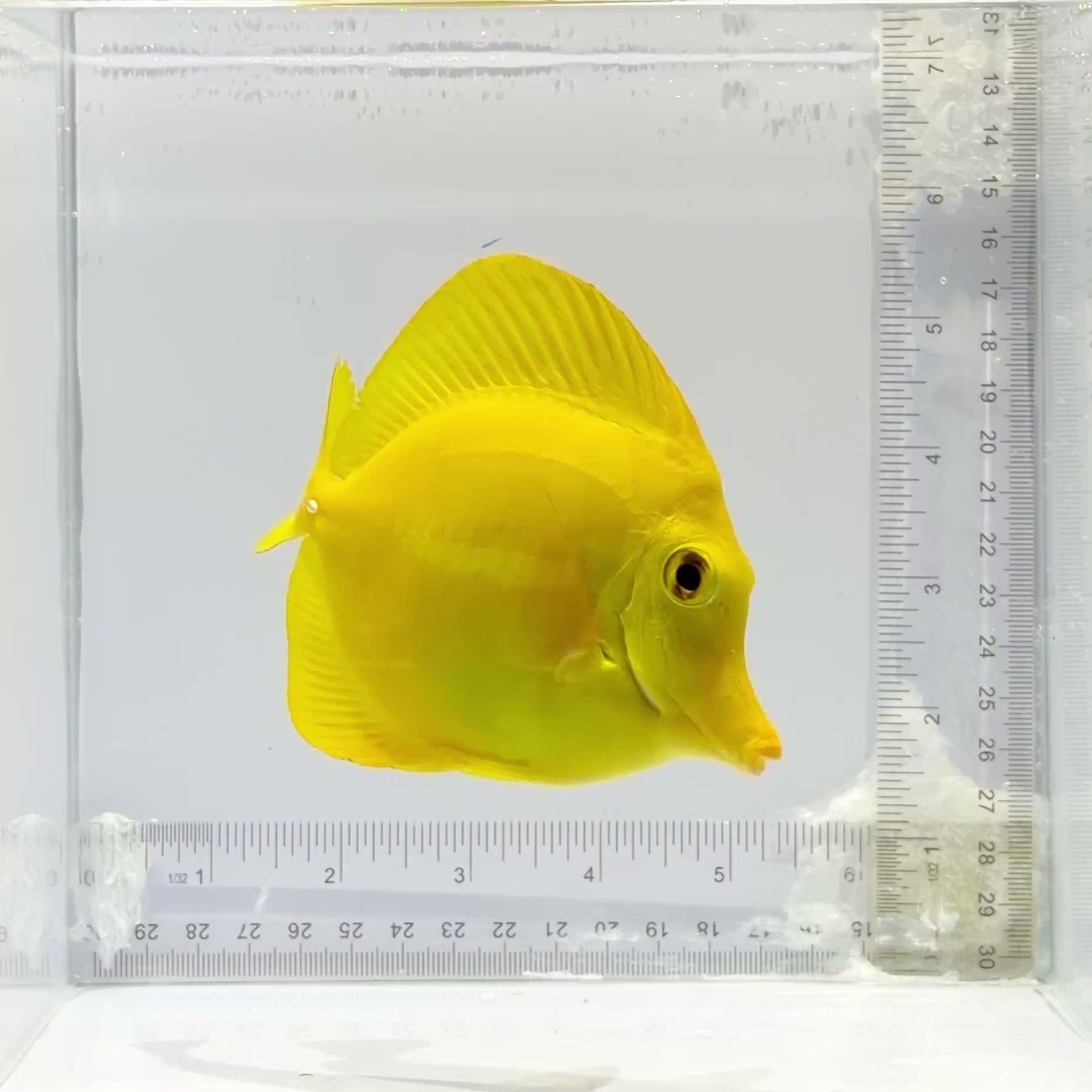 Hawaiian Yellow Tang
