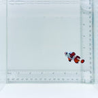 Orange Storm Clownfish