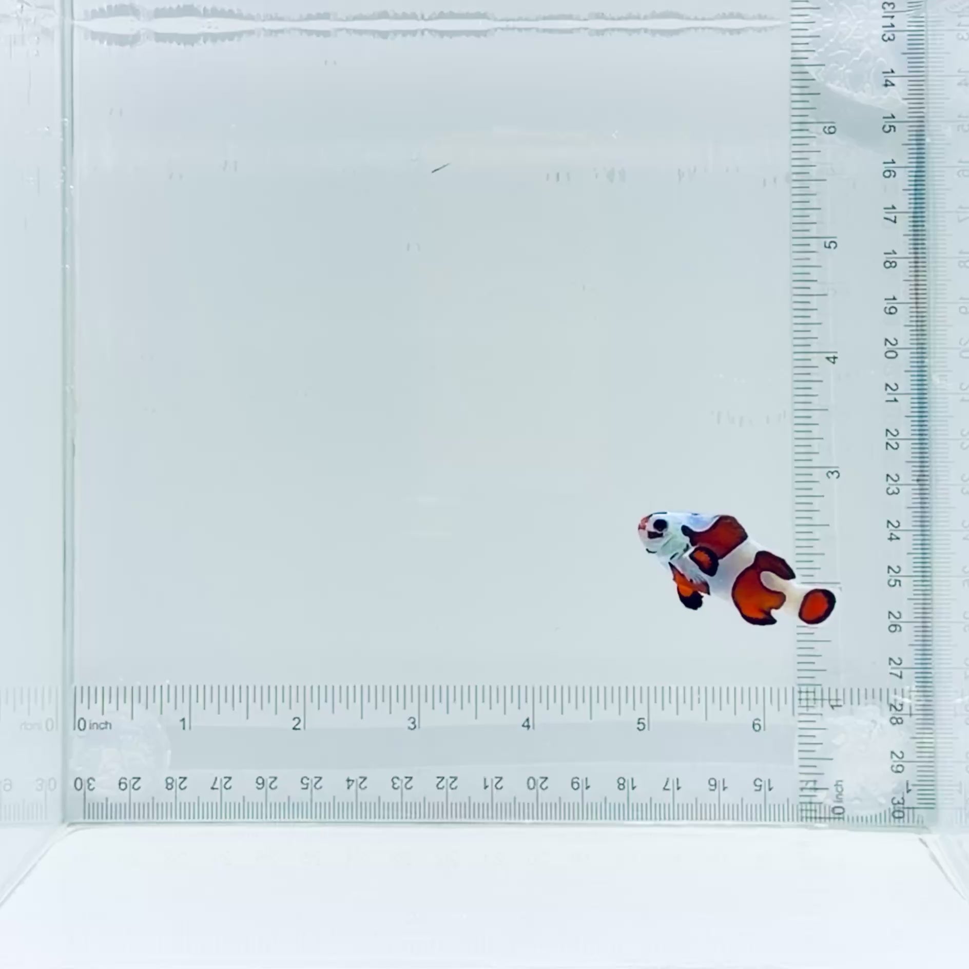Orange Storm Clownfish