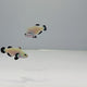 Snow Storm Clownfish Pair