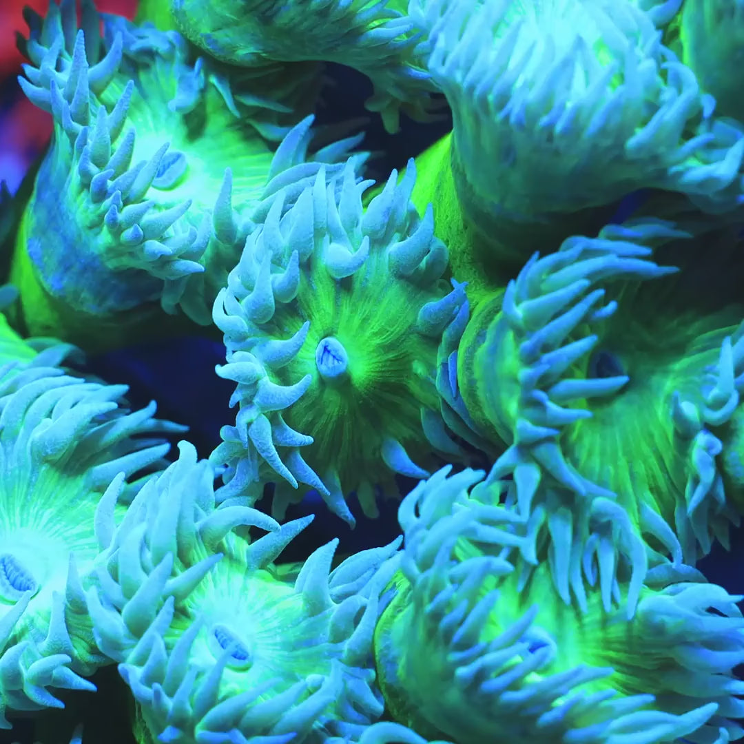 TSA Evergreen Duncan Coral