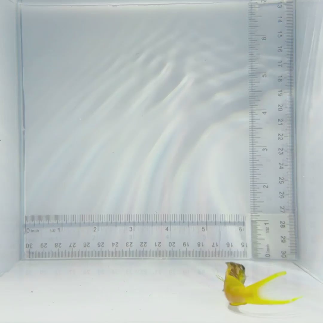 Midas Blenny - Ecsenius midas