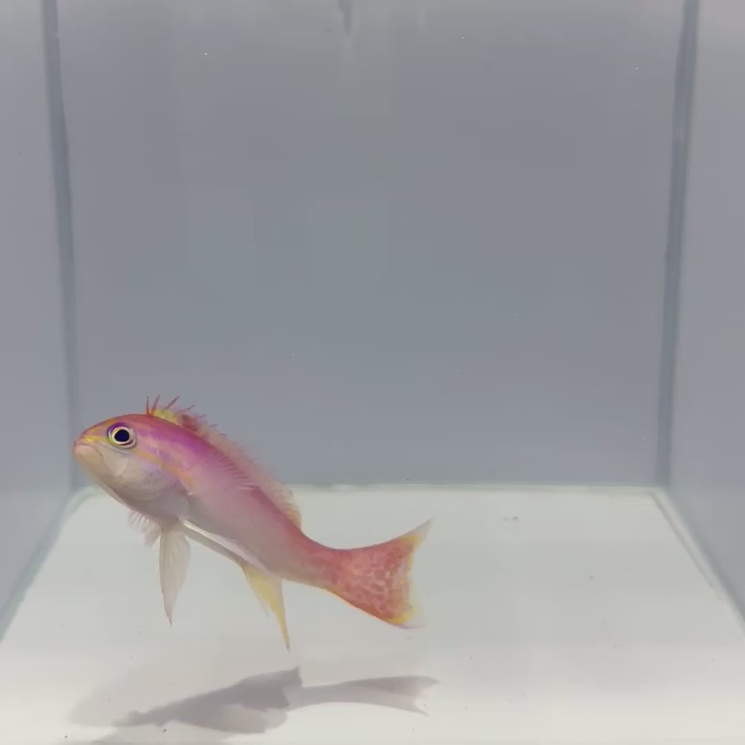 Male Bimac Anthias Fish