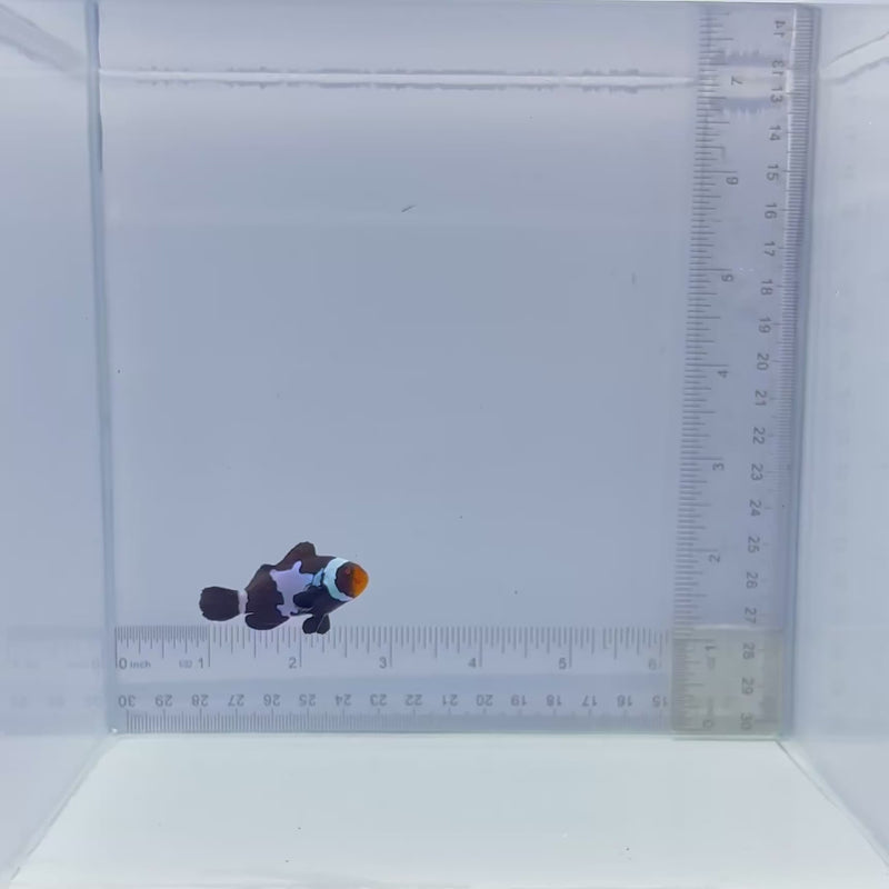 Black Snowflake Clown Fish