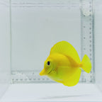 True Hawaiian Yellow Tang