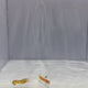 Yasha Hasha Goby Fish X Tiger Pistol Shrimp