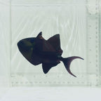 Niger Triggerfish