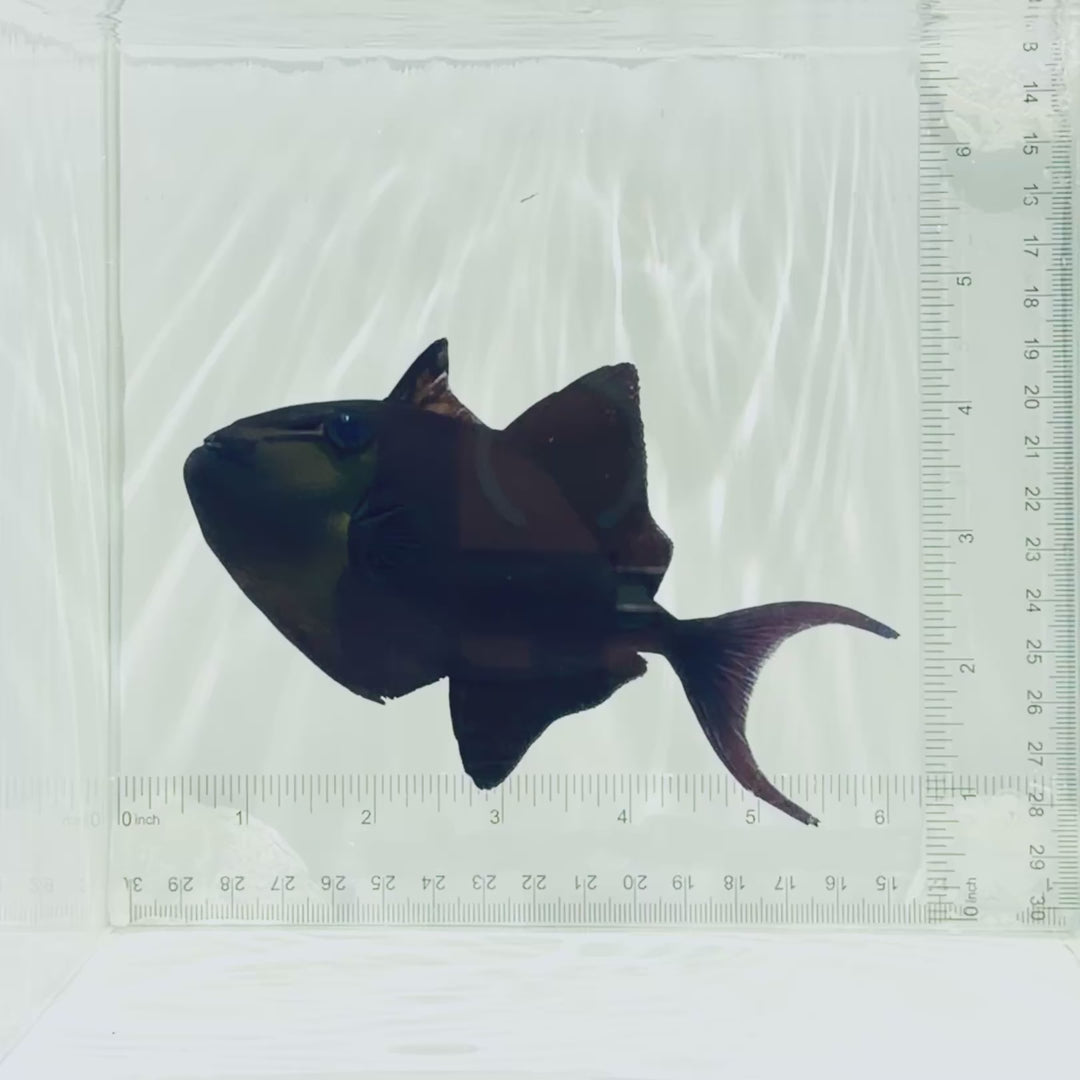 Niger Triggerfish