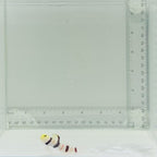 Dracula Goby Fish