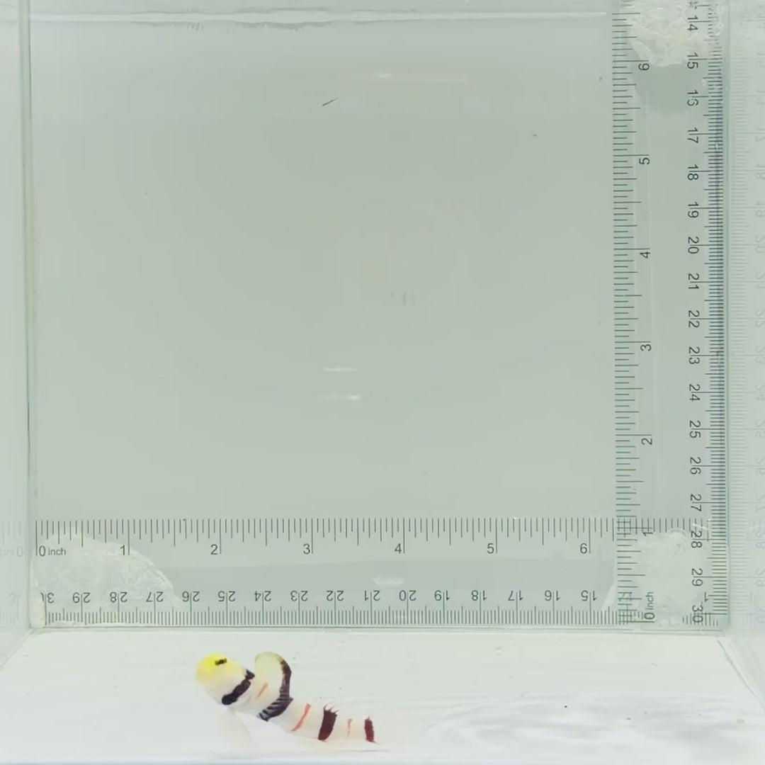 Dracula Goby Fish