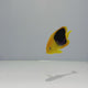 Rock Beauty Angelfish