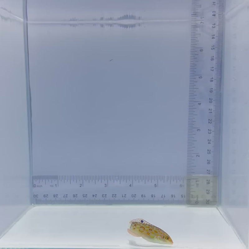 Timor Wrasse (Halichoeres timorensis)