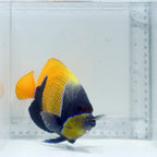 Majestic Angelfish