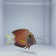 White-Tail Bristle Tooth Tang Fish