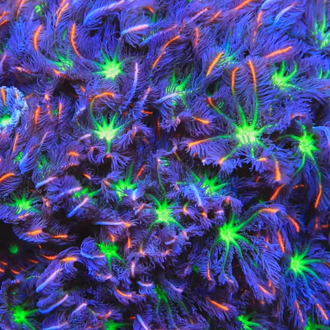 TSA Firework Clove Polyp Coral