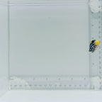 Clown Triggerfish