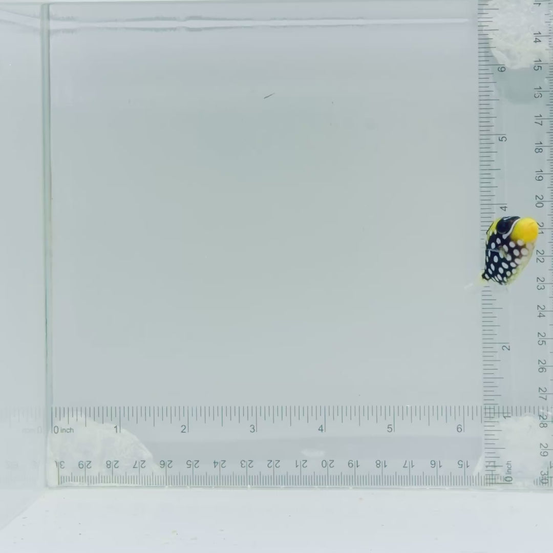Clown Triggerfish