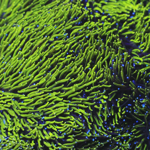 TSA Seaside Galaxea Coral