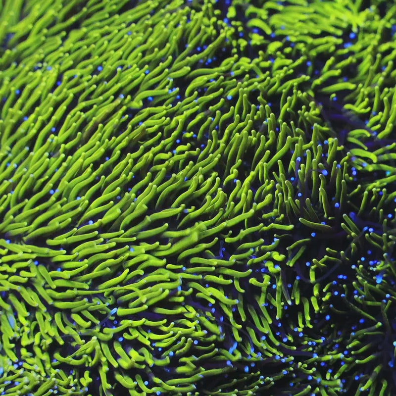 TSA Seaside Galaxea Coral