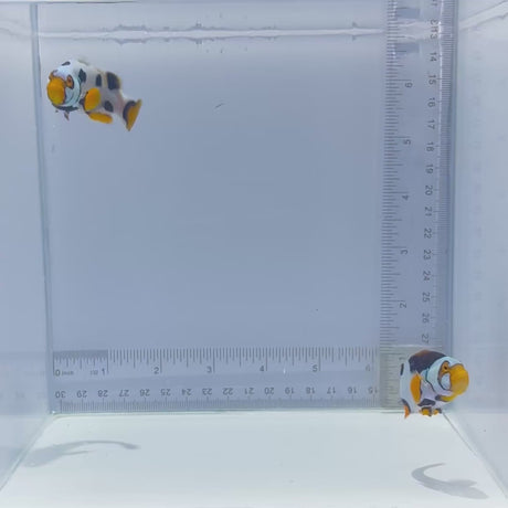 Bali Aquarich Black Helmet Picasso Clownfish Pair