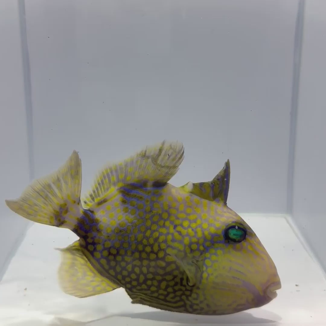 Blue Line Triggerfish