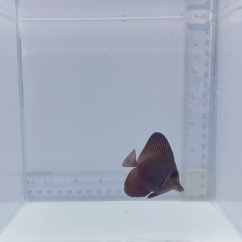 Longnose Black Tang (Zebrasoma rostratum)