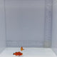 Orange Domino Pair Clownfish (Amphiprion ocellaris)