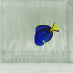 Blue Hippo Tang