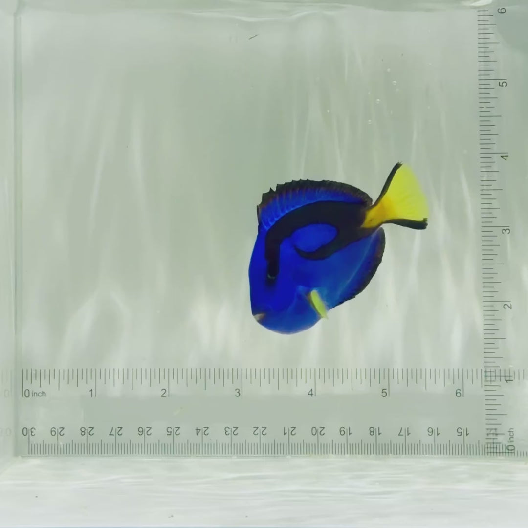 Blue Hippo Tang