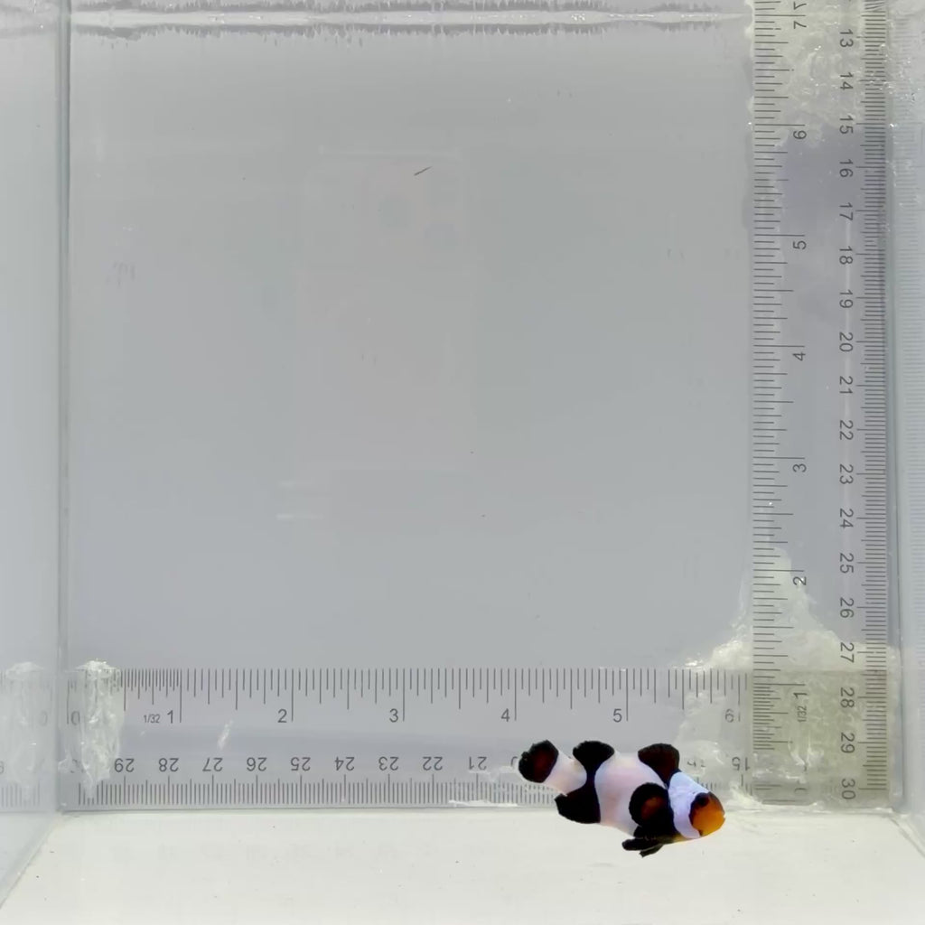 Black T-Shirt Gladiator Clownfish