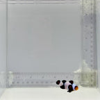 Black T-Shirt Gladiator Clownfish