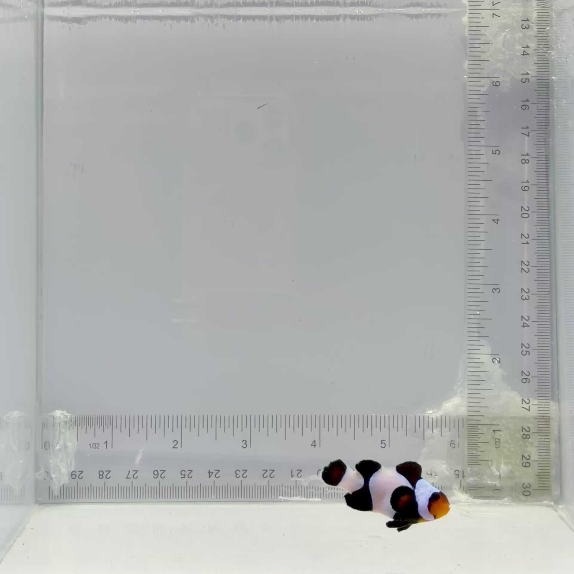 Black T-Shirt Gladiator Clownfish