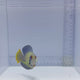 Half Black Mimic Tang (Acanthurus chronixis)