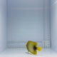 African Angelfish