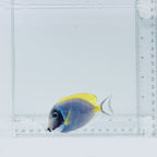 Powder Blue Tang