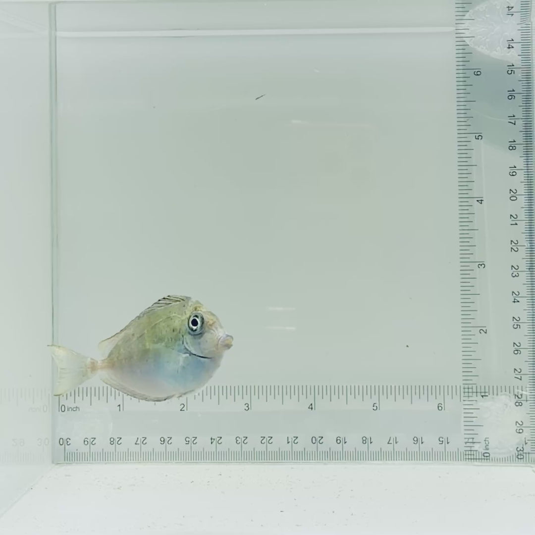 Vlamingii Tang
