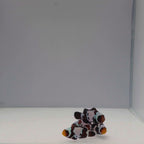 Black Snowflake Clownfish - Amphiprion ocellaris