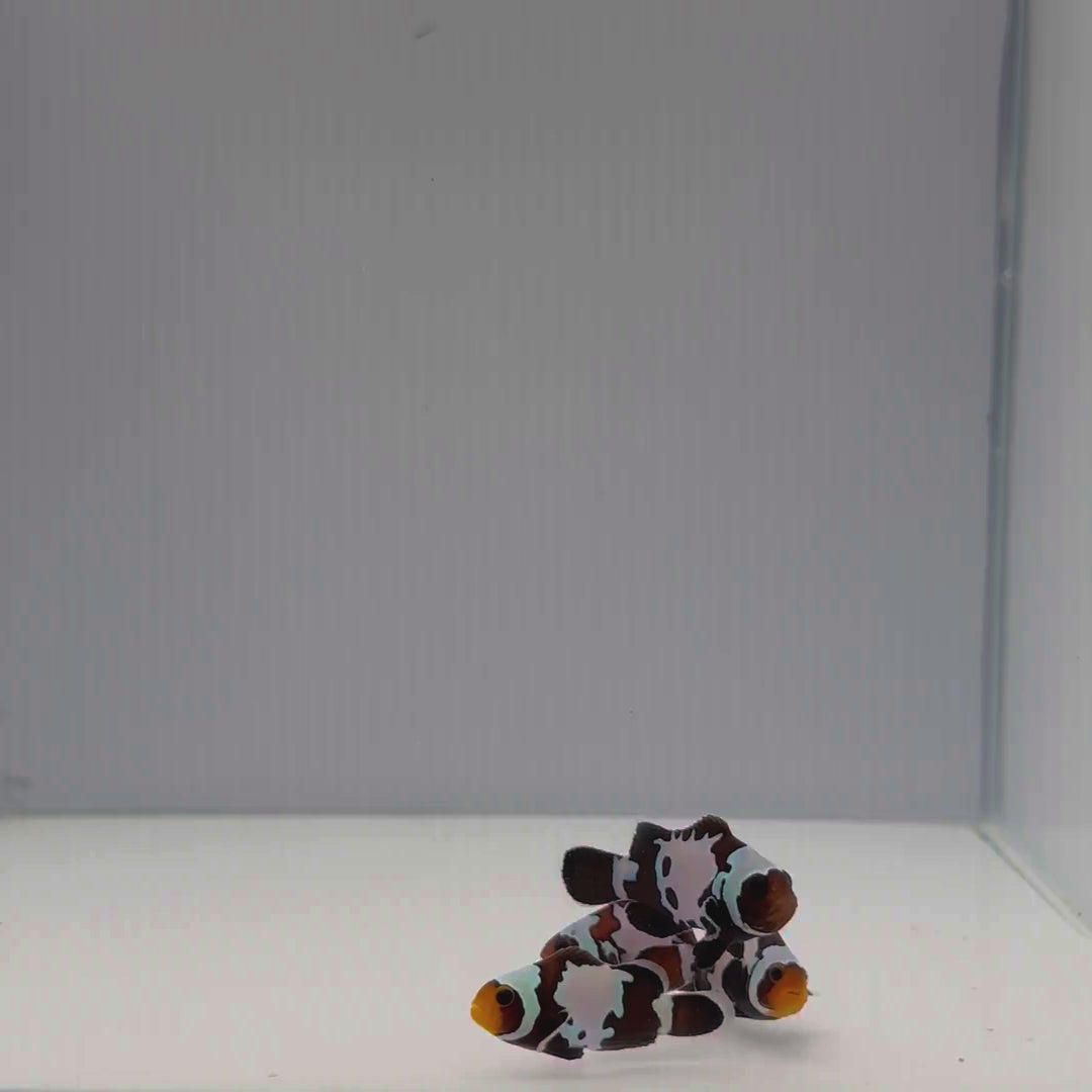 Black Snowflake Clownfish - Amphiprion ocellaris