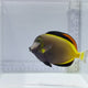 Powder Brown Tang Fish