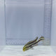 Striped Sweetlips Fish